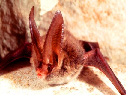 New COVID-like virus found in bats could infect humans, resist vaccines: Study