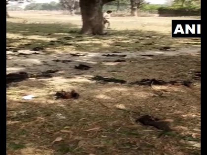 Gorakhpur:Bats found dead in Belghat, 52 carcasses of bats were found.3 of them sent to IVRI Bareilly for post-mortem. | Uttar Pradesh: गोरखपुर में 52 चमगादड़ों की मौत, इलाके के लोगों को कोरोना वायरस संक्रमण का शक