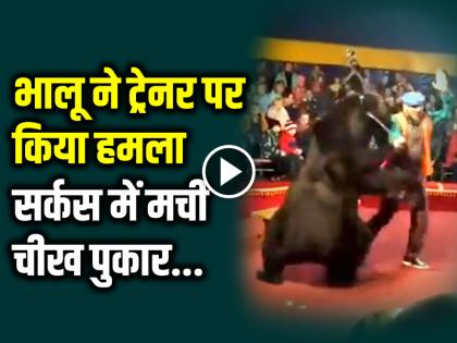 Bear Attack in Circus Viral Video on Social Media Bhalu Attack | VIDEO: भालू ने ट्रेनर पर किया हमला, सर्कस में दर्शक हुए शॉक्ड, देखें वीडियो