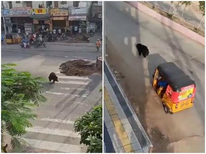 Bear seen roaming streets residential areas Telangana Karimnagar Forest officials running behind with sticks nets video | तेलंगाना: करीमनगर की सड़कें और रिहायशी इलाकों में घूमता दिखा भालू, लाठी-डंडे और जाल लिए पीछे-पीछे दौड़ते दिखें वन अधिकारी, देखें वीडियो
