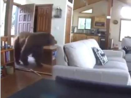 bear break the door enter in room video viral on internet | Viral Video: दरवाजा तोड़कर घर में घुस गया भालू, इसके बाद क्या हुआ, देखिए bear break the door enter in room video viral on internet | Viral Video: दरवाजा तोड़कर घर में घुस गया भालू, इसके बाद क्या हुआ, देखिए
