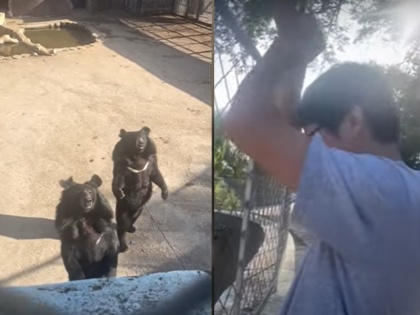 China bears seen imitating tourists in the zoo funny video going viral | चीन: चिड़ियाघर में पर्यटकों की नकल करते दिखें भालू, मजेदार वीडियो जमकर हो रहा वायरल