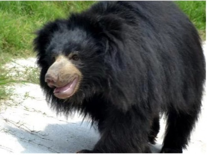 Bear got Go Pro camera in the jungle | जंगल में भालू को मिला गो प्रो कैमरा, उसके बाद जो हुआ आंखो पर यकीन नहीं होगा
