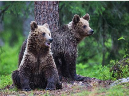 Chhattisgarh Bears attacked Vidya Kevat and Sukkul Prasad died 4 injured more than 20 attacks in 45 days | Chhattisgarh: भालुओं का हमला, विद्या केवट और सुक्कूल प्रसाद की मौत हो गई और 4 घायल, 45 दिन में 20 से अधिक अटैक? Chhattisgarh Bears attacked Vidya Kevat and Sukkul Prasad died 4 injured more than 20 attacks in 45 days | Chhattisgarh: भालुओं का हमला, विद्या केवट और सुक्कूल प्रसाद की मौत हो गई और 4 घायल, 45 दिन में 20 से अधिक अटैक?