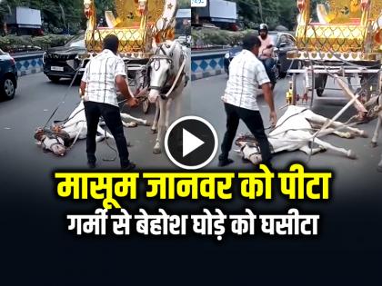 Beating Horse and Dragged on kolkata Road Watch Video | VIDEO: मासूम जानवर को पीटा, गर्मी से बेहोश घोड़े को घसीटा, देखें वायरल वीडियो