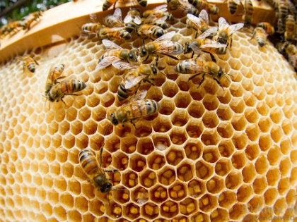 World Bee Day 2020: How to Start a Honey Bee Farm | World Bee Day 2020 (विश्व मधुमक्खी दिवस): मधुमक्खी पालन करके बनें आत्मनिर्भर, मीठी क्रांति में हिस्सा लेकर करें अपनी आय दोगुनी