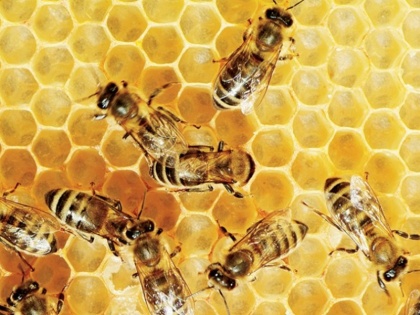 India joins five major honey producing countries of the world, government has made provision of 500 crores for bee keeping | दुनिया के पांच बड़े शहद उत्पादक देशों में शामिल हुआ भारत, मधुमक्खीपालन के लिए सरकार ने किया 500 करोड़ रुपये का प्रावधान