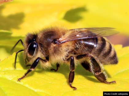 Home Remedies for Bees and Wasp Bite Medical Treatment Wasp Bite relief in pain and swelling | ततैया या मधुमक्खी के डंक मारने पर करें ये काम, जहर, दर्द और सूजन में जल्द मिलेगा आराम