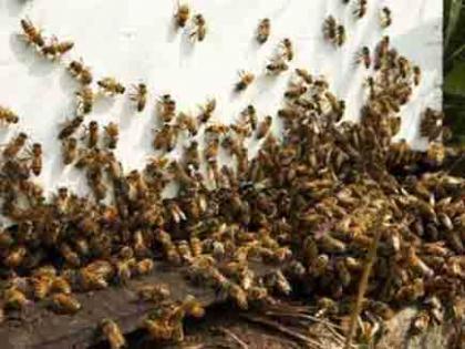 Bee attack leaves 50 injured in MP village | Seoni news Update: अंतिम संस्कार में शामिल होने श्मशान गए 50 से ज्यादा लोगों पर मधुमक्खियों ने किया हमला, 12 बेहोश