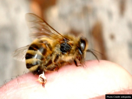 home remedies for bees and Wasp bite medical treatment for bees and Wasp bite | मधुमक्खी काटने पर करें ये 7 काम, दर्द, सूजन और बुखार से मिलेगी राहत, नहीं फैलेगा जहर