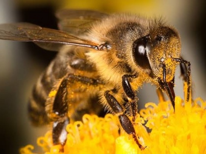Bees Have Been Declared The Most Important Living Being On The Planet | आइंस्टीन भी बता चुके हैं कि धरती के लिये क्यों सबसे महत्वपूर्ण हैं मधुमक्खियां