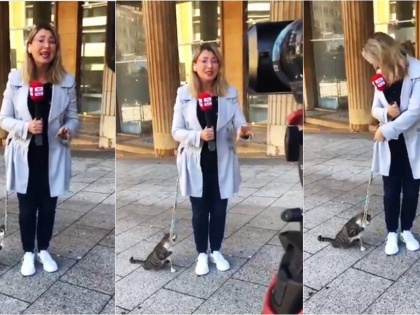 During live reporting, the Beirut reporter's cat was seen chewing the belt; The video went viral | Video: लाइव रिपोर्टिंग के दौरान बेरुत की रिपोर्टर की बेल्ट चबाती दिखी बिल्ली, अब वीडियो हुआ वायरल