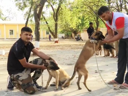 Belgian Malinois dogs was a part of the team that eliminated Osama bin Laden, has been inducted in Madhya Pradesh Police Dog Squad | ओसामा बिन लादेन को मारने में था इन कुत्तों का हाथ, अब भारत में करेंगे ये काम