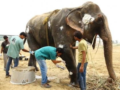 Manawata was ashamed, sick and begged 65-year-old elephant, freed from Sitapur | मानवता शर्मसार, बीमार और 65 साल की हथिनी से मंगवाते थे भीख, सीतापुर से मुक्त कराया