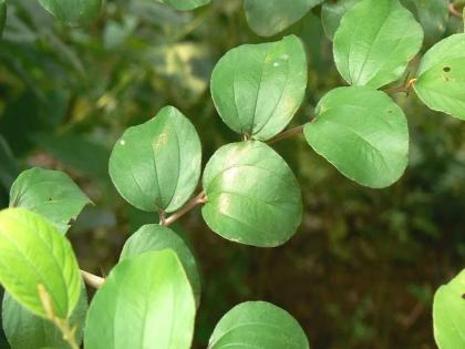 3 Ayurveda tree leaf that can treat stomach related problems | आयुर्वेदिक गुणों का खजाना हैं इन तीन पेड़ के पत्ते, पेट से जुड़ी बीमारियों के इलाज में सहायक