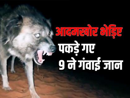 UP Another wolf caught in Bahraich, the man-eater has killed 9 people so far | UP: बहराइच में पकड़ा गया एक और भेड़िया, अब तक 9 की गई जान, लोगों ने ली राहत की सांस