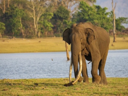Karnataka: 70-year-old 'Bhogeshwar' dies, had the distinction of being the longest-toothed elephant in Asia | कर्नाटक: 70 साल के 'भोगेश्वर' की हुई मौत, एशिया में सबसे लंबे दांत वाले हाथी होने का गौरव था हासिल