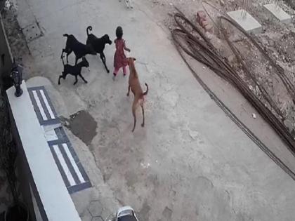 Bhopal horrific video 4 year old girl attacked, bitten by stray dogs | भोपाल से आया खौफनाक वीडियो, 4 साल की बच्ची पर पांच कुत्तों ने कर दिया हमला, और फिर... Bhopal horrific video 4 year old girl attacked, bitten by stray dogs | भोपाल से आया खौफनाक वीडियो, 4 साल की बच्ची पर पांच कुत्तों ने कर दिया हमला, और फिर...