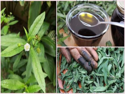 Benefits of Bhringraj: Bhringraj is not the only secret to healthy hair, know about its hidden Ayurvedic properties | Benefits of Bhringraj: भृंगराज में केवल बालों को स्वस्थ्य करने का राज नहीं है, जानिए इसके छुपे हुए आयुर्वेदिक गुणों के बारे में