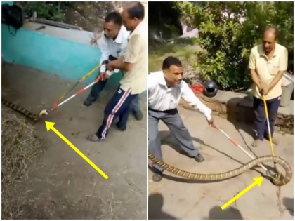 big king cobra rescue video went viral by forest official in amroha uttarakhand | वीडियो: ग्रामीण के घर में घुसा 16 फीट लंबा जहरीला किंग कोबरा, रेस्क्यू के दौरान वन अधिकारियों के छूटे पसीने