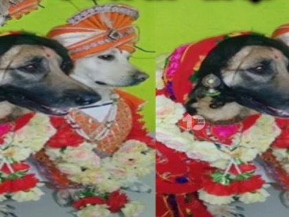 Dogs Wedding 'Kallu' and 'Bansati' banquet village, 400 people arrived danced gave shifts mothihari bihar | Dogs Wedding: 'कल्लू' और 'बंसती' की शादी,  पूरे गांव के लिए भोज की व्यवस्था, 400 लोग पहुंचे, जमकर नाचे और शिफ्ट दिए, जानें