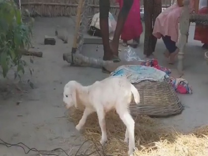 Bihar gopalganj bitch gave birth child like goat doctor also surprised Watch video | देखें वीडियो: बिहार के एक गांव में कुतिया ने दिया 'बकरी' जैसे बच्चे को जन्म, नजारा देख डॉक्टर भी है हैरान