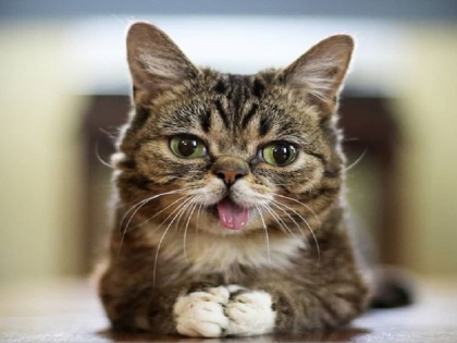 most popular cat on the Internet dies at the age of eight | इंटरनेट पर सर्वाधिक लोकप्रिय बिल्ली 'लिल बब' की आठ साल की उम्र में मौत