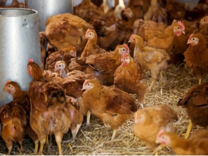 Bird flu: chicken prices fall, poor and low income people are buying cock | बर्ड फ्लू का असर: महज 55 रुपये किलो मिल रहा मुर्गा, जमकर खरीद रहे गरीब