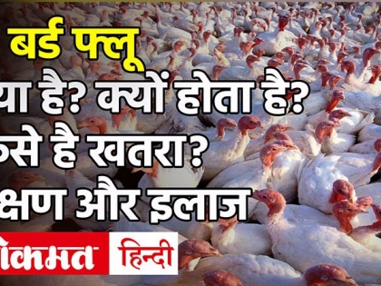 Bird flu: what is bird flu, bird flu news in India, bird flu cases and full updates in India, causes, signs and symptom of bird flu, prevention and precaution tips for bird flu in Hindi | Bird flu: देश में बर्ड फ्लू का खतरा, मुर्गे-मुर्गियों को मारना शुरू, जानिये लक्षण और बचने के उपाय