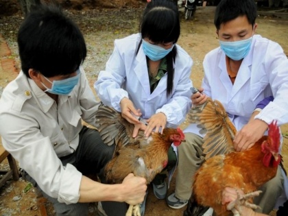 Amid Coronavirus crisis China reports first human case of H10N3 strain of bird flu virus | कोरोना संकट के बीच नई आफत! चीन में इंसानों में पहली बार मिला बर्ड फ्लू के वायरस का H10N3 स्ट्रेन