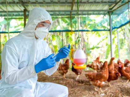 Ranchi Avian flu outbreak 4300 eggs destroyed 920 birds including 770 ducks killed case bird flu poultry farm Jharkhand | Ranchi Avian flu outbreak: 4300 अंडे नष्ट, 770 बत्तखों समेत 920 पक्षियों को मारा, रांची पोल्ट्री फॉर्म में बर्ड फ्लू का मामला