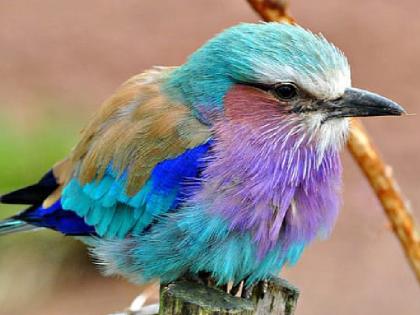 Decreasing population of state bird Indian Roller has become a matter of concern for bird protectors | राज्य पक्षी इंडियन रोलर की घटती संख्या पक्षी संरक्षकों के लिए बनी चिंताजनक