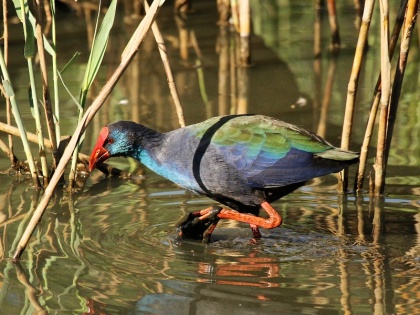 Birds are not untouched by climate change | ब्लॉग: जलवायु परिवर्तन की मार से अछूते नहीं हैं पक्षी
