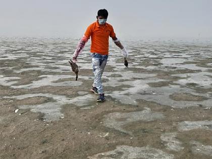 मेहमान पंछियों के लिए ­झील बनी कब्रगाह