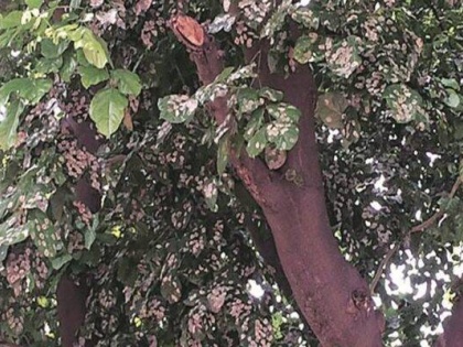 BJP worker's body found hanging from tree in Hooghly, West Bengal | पश्चिम बंगाल के हुगली में भाजपा कार्यकर्ता का शव पेड़ से लटका हुआ, मचा बवाल