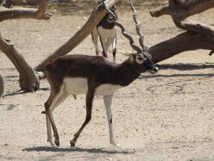 Six black deer dead in Vadodara zoo stray dogs killled them | गुजरात: वडोदरा के चिड़ियाघर में छह काले हिरण मिले मृत, शव पर थे आवारा कुत्तों के नोचने के निशान