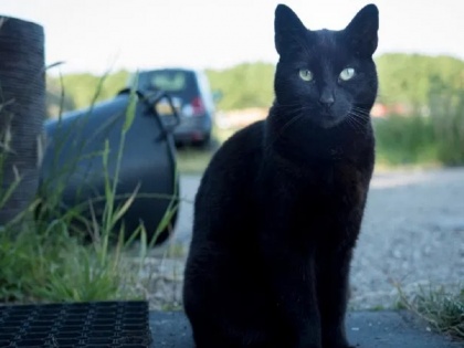 Cats in house and superstitions related to black cats in India and around the world | घर में आने लगी है बार-बार बिल्ली तो हो जाएं सावधान! जानें बिल्लियों से जुड़े 10 शुभ-अशुभ संकेतों के बारे में
