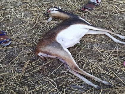 Bihar Case of hunting black deer in Rohtas, Bihar, a policemen have been accused | बिहार के रोहतास में सामने आया काले हिरण के शिकार का मामला, पुलिसकर्मी पर लगा है आरोप