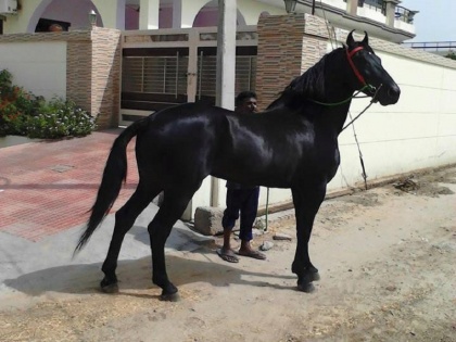 Man bought a 'black' horse for Rs 22.65 lakh, the color came off as soon as he was bathed | शख्स ने 22.65 लाख रुपये में खरीदा 'काला' घोड़ा, नहलाते ही उतर गया रंग