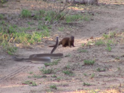 Viral Video fight between snakes and mongooses at Patna airport Runway | Viral Video: पटना एयरपोर्ट पर सांप और नेवलों के बीच हुई भयंकर लड़ाई, कोबरा को घेर कर किया हमला, सामने आया वीडियो