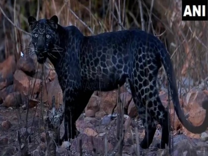 Photographer had lots of hard work behind beautiful picture of black Leopard viral on social media | सोशल मीडिया पर वायरल ब्लैक पैंथर की इस खूबसूरत तस्वीर के लिए फोटोग्राफर को करना पड़ा था इतने घंटों का इंतजार, किया खुलासा