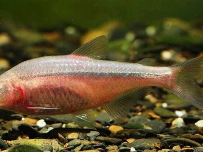 New species of fish in Meghalaya, know what is special | मेघालय के पश्चिमी खासी पर्वतीय जिले में मछली की नयी प्रजाति, जानें क्या है खासियत