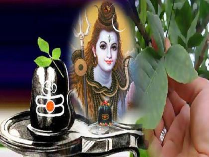 Sawan 2020: Facts about Bilva Patra Bel Patra | Sawan 2020: बिल्व पत्र से प्रसन्न हो जाते हैं भगवान शिव, तरीका गलत हुआ तो...