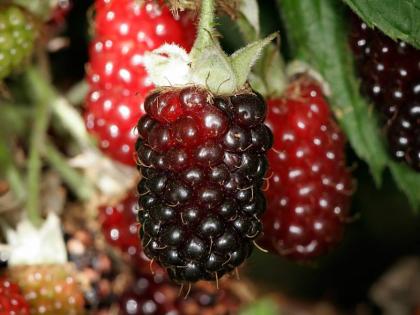 Know 5 benefits of Superfood Boysenberry | Superfood Boysenberry: पाचन स्वास्थ्य को बढ़ावा देने में मदद करती है बॉयसेनबेरी, होती है फाइबर से भरपूर, जानें इसके फायदे Know 5 benefits of Superfood Boysenberry | Superfood Boysenberry: पाचन स्वास्थ्य को बढ़ावा देने में मदद करती है बॉयसेनबेरी, होती है फाइबर से भरपूर, जानें इसके फायदे