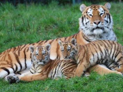 With the help of thermal cameras, the practice of saving tigers will be successful! | थर्मल कैमरों की मदद से बाघों को बचाने की कवायद सफल होगी!