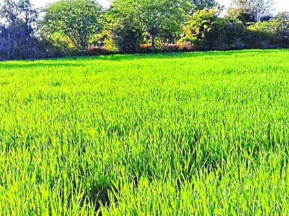 Pankaj Chaturvedi's blog: The poison of fields reaches in food | पंकज चतुर्वेदी का ब्लॉग: खाने में पहुंचता खेतों का जहर
