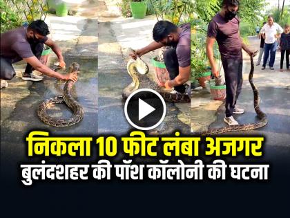 Bulandshahr Viral Video 10 Feet Long Python found in Colony in Bulandshahr watch video | VIDEO: पॉश कॉलोनी में निकला 10 फीट लंबा अजगर, इलाके में अफरा-तफरी, देखें वीडियो