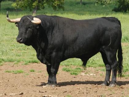 Badaun farmer bull death grazing crop farmer guarding went chase away beaten to death uttar pradesh police | Badaun farmer bull death: फसल चर रहा था सांड, रखवाली कर रहा किसान भगाने गया, पटक-पटक कर मार डाला Badaun farmer bull death grazing crop farmer guarding went chase away beaten to death uttar pradesh police | Badaun farmer bull death: फसल चर रहा था सांड, रखवाली कर रहा किसान भगाने गया, पटक-पटक कर मार डाला
