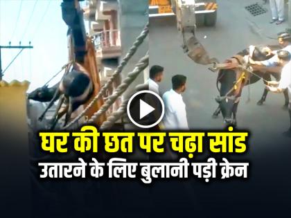 Bull Climbed on Roof in Hapur Video Goes Viral on Social Media | VIDEO: घर की छत पर चढ़ा सांड, उतारने के लिए बुलानी पड़ी क्रेन, देखें वायरल वीडियो Bull Climbed on Roof in Hapur Video Goes Viral on Social Media | VIDEO: घर की छत पर चढ़ा सांड, उतारने के लिए बुलानी पड़ी क्रेन, देखें वायरल वीडियो
