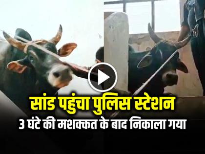 Bull Reached the police station, was taken out after 3 hours of effort, see viral video | VIDEO: सांड पहुंचा पुलिस स्टेशन, 3 घंटे की मशक्कत के बाद निकाला गया, देखें वायरल वीडियो